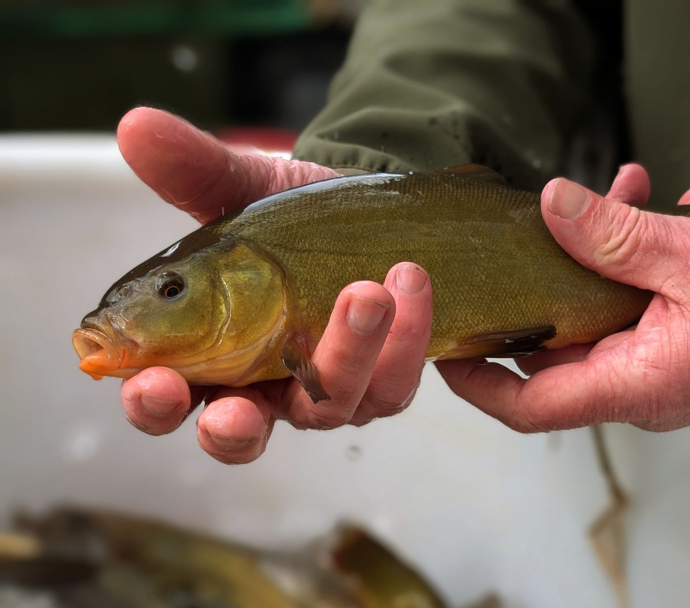 Tench 2.jpg